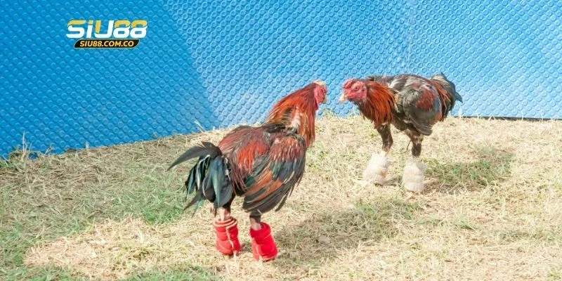 2 điểm đặc biệt của đá gà cựa dao