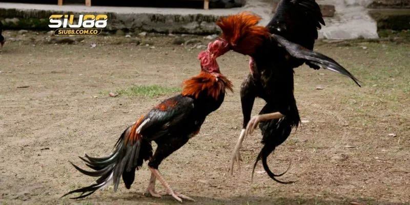 3 bước tham gia cược chọi gà mạng tại Siu88