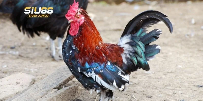 3 kiểu cược chọi kê C1 trực tuyến phổ biến