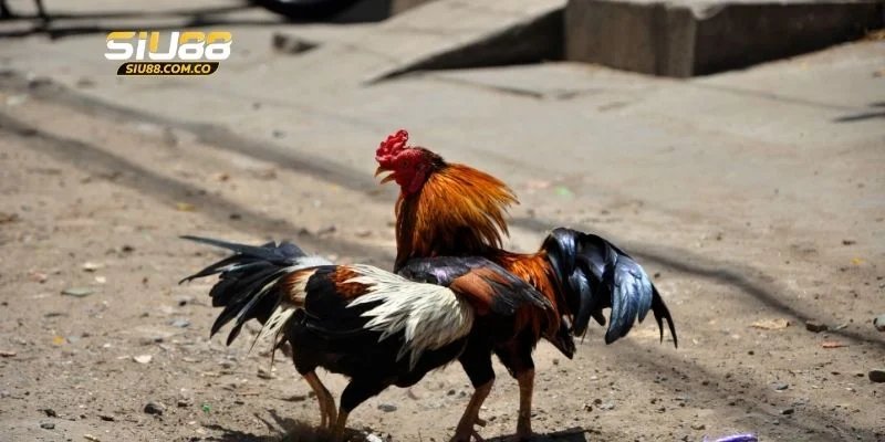 3 kiểu cược gà Thomo hôm nay thường gặp