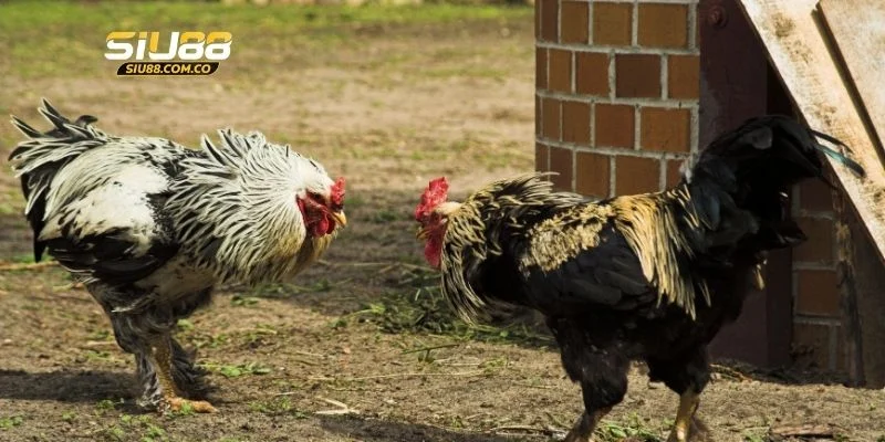 3 kinh nghiệm chơi đá gà cựa dao bất bại