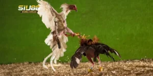 3 loại hình cược đá gà mạng được săn đón