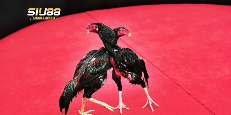 3 ưu điểm giúp đá gà mạng được ưa chuộng