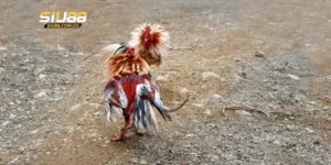 4 điểm đặc biệt tạo nên thành công đá gà C1 trực tiếp