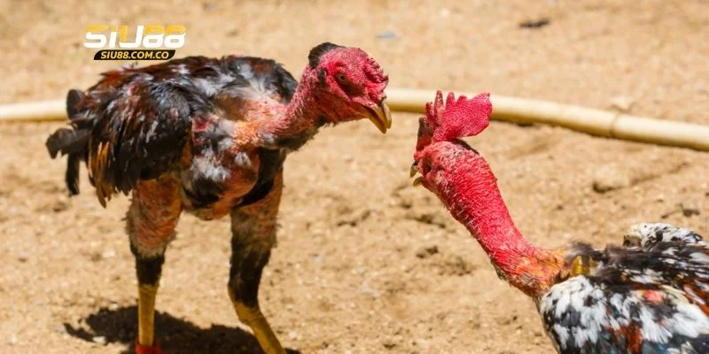 Cách tham gia cược đá gà Thomo hôm nay tại Siu88