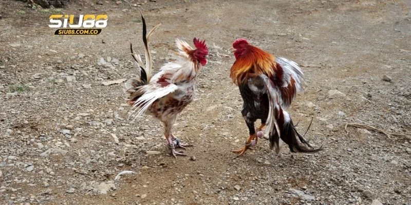 Đá gà Thomo hôm nay là kiểu cược được săn đón