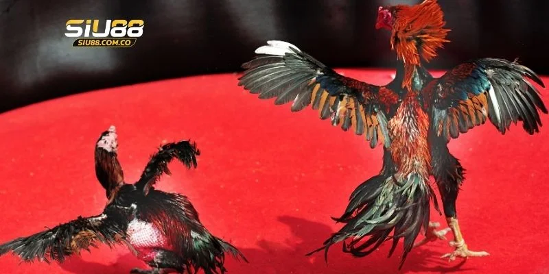 Đá gà trực tiếp C1 được hội viên săn đón